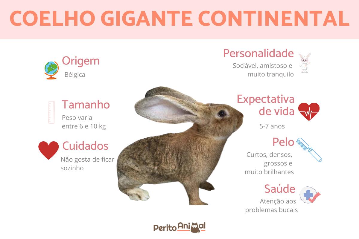 Coelho gigante continental