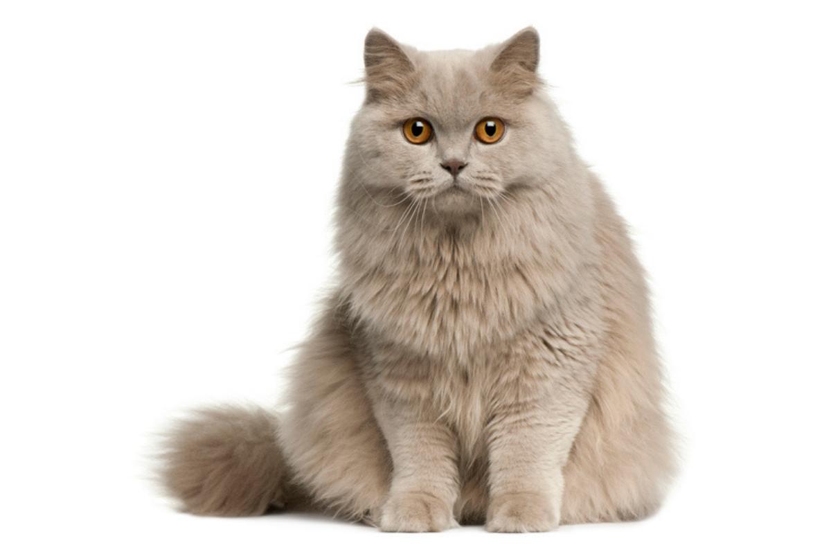 Gato british longhair
