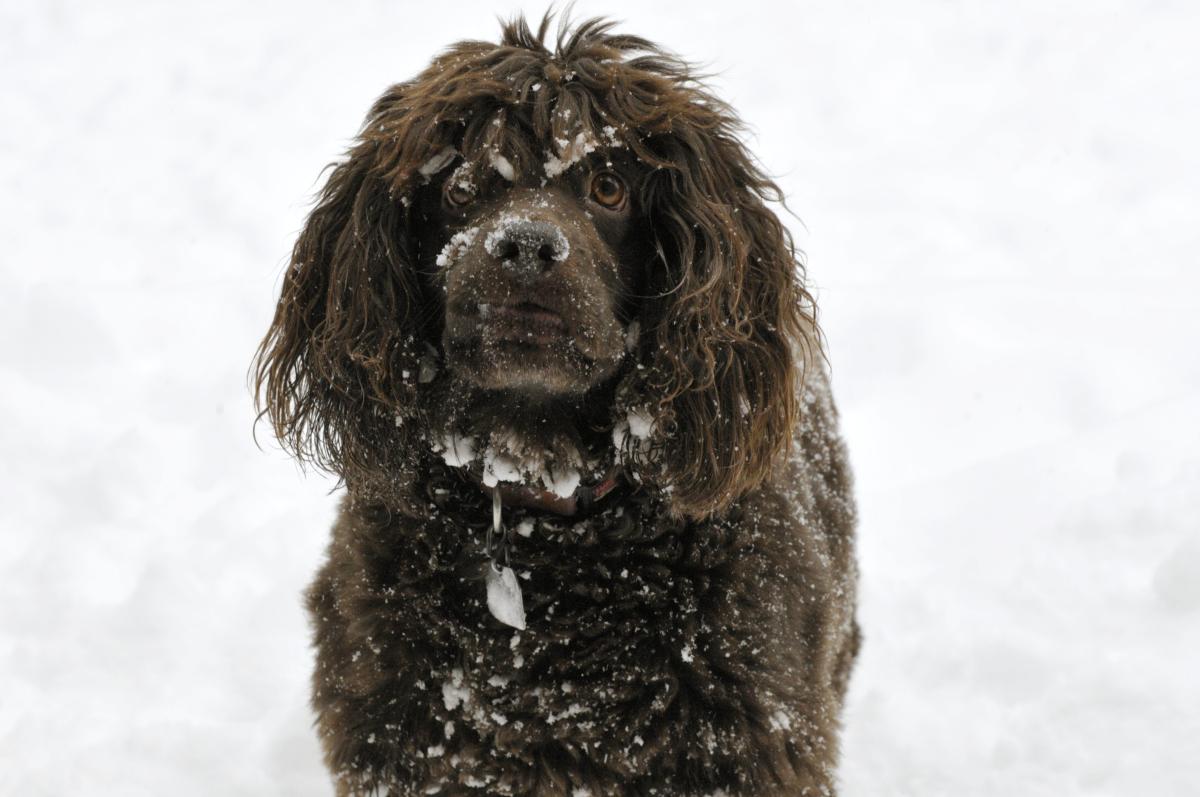 Boykin spaniel