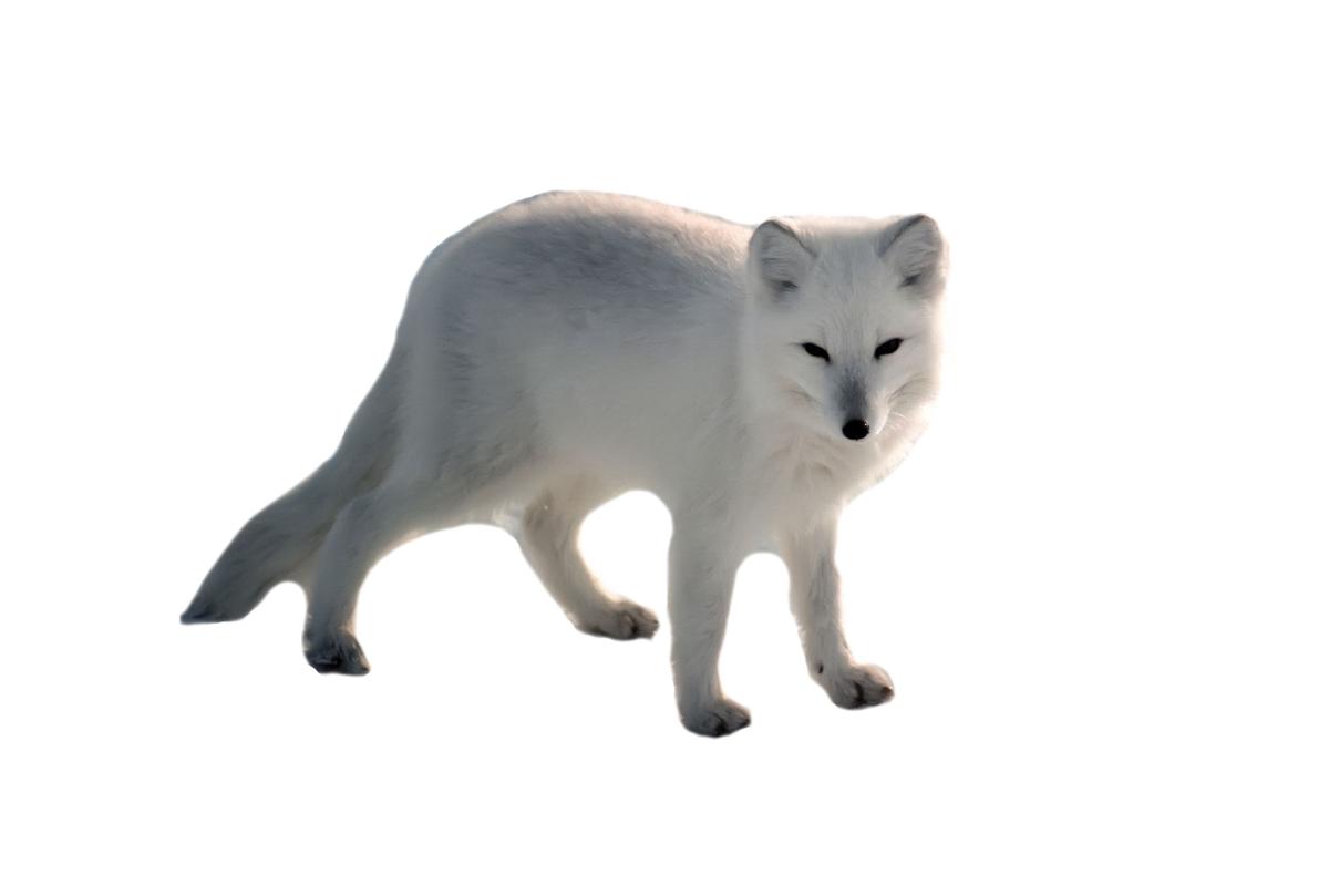 Raposa-do-ártico