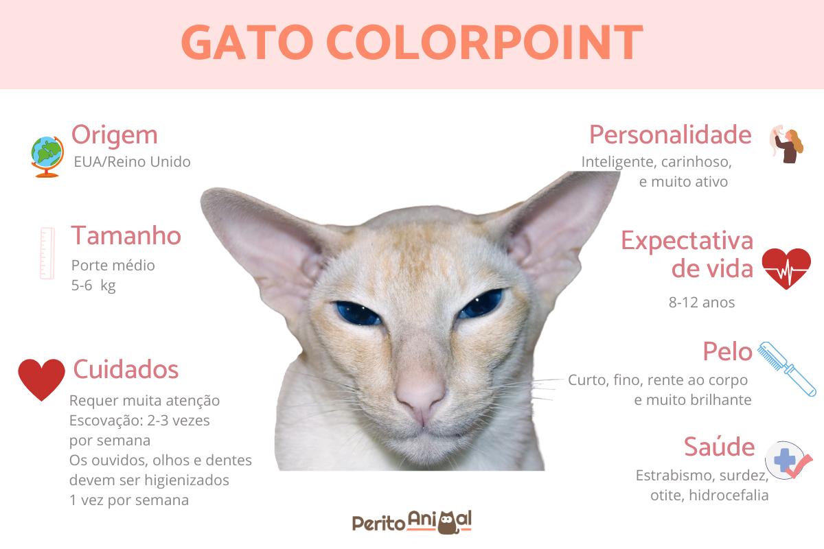 Gato colorpoint