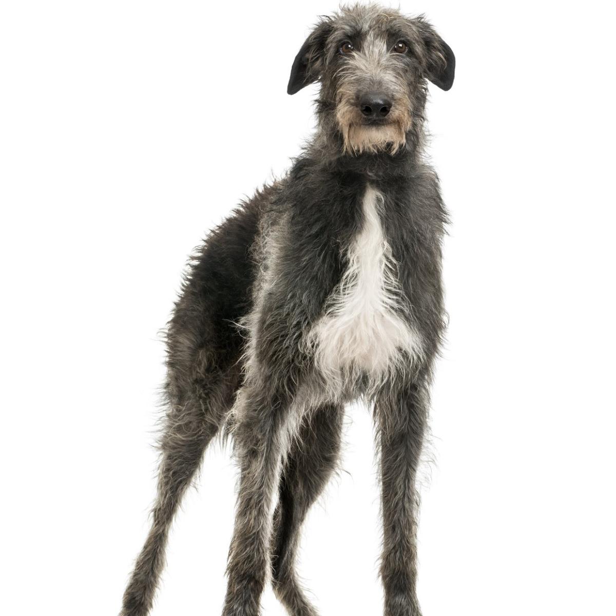 Deerhound