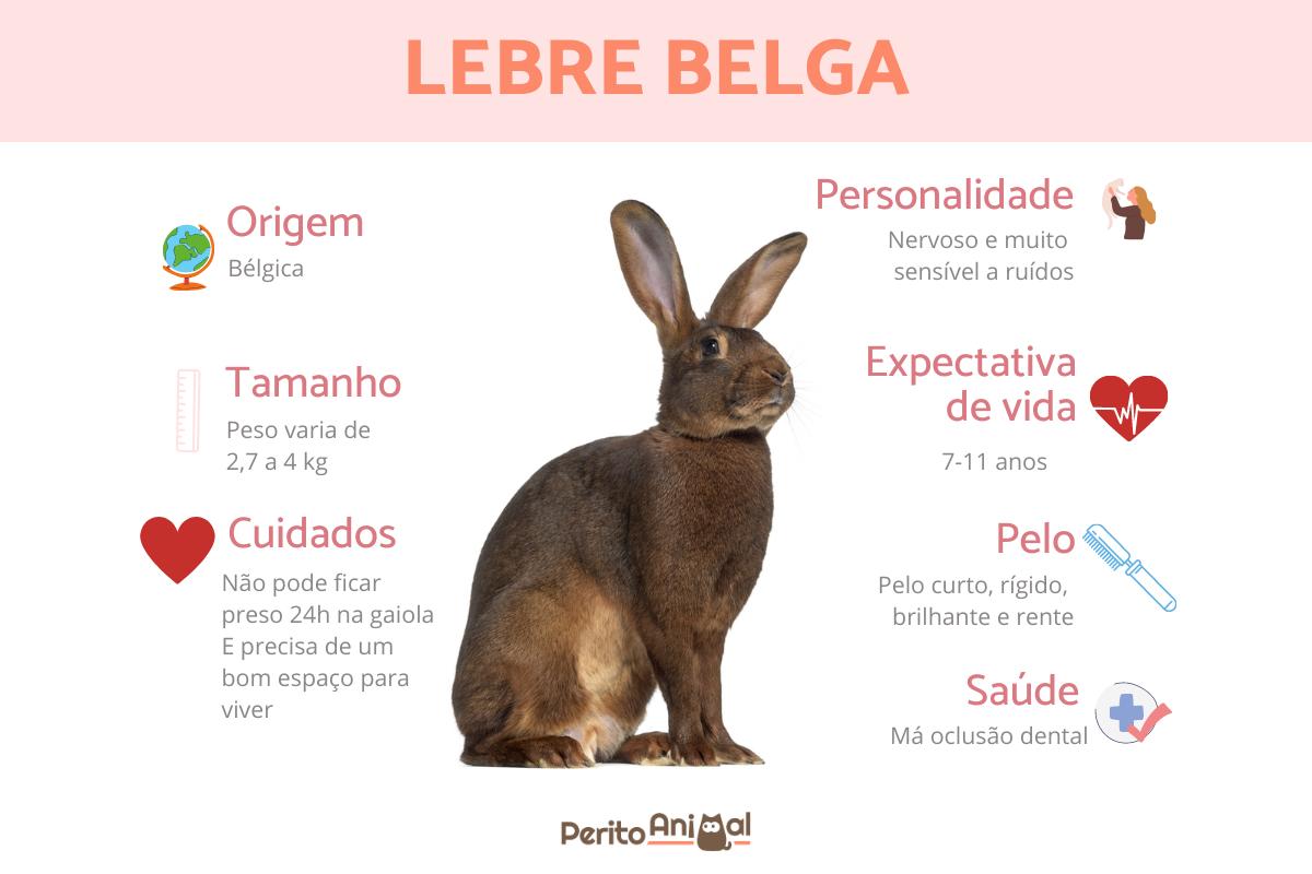 Lebre belga
