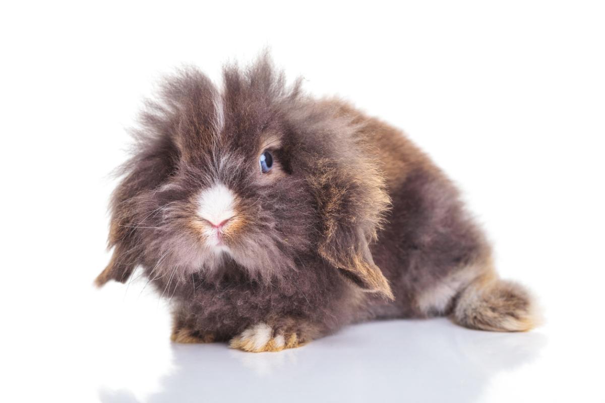 Coelho mini lion lop