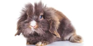 Coelho mini lion lop