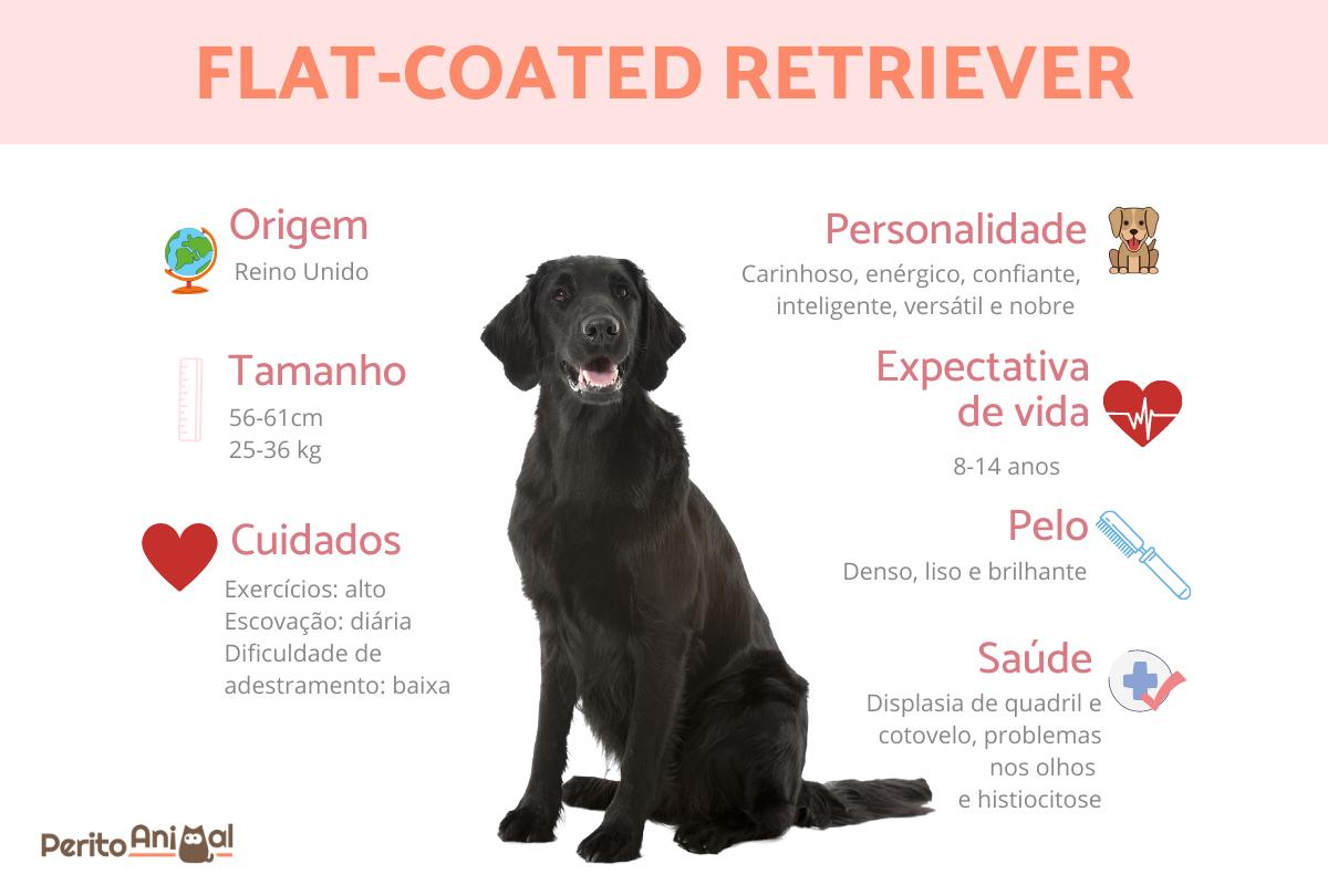 Flat-coated retriever