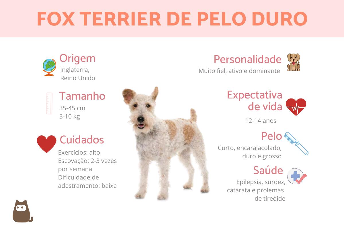 Fox terrier de pelo duro