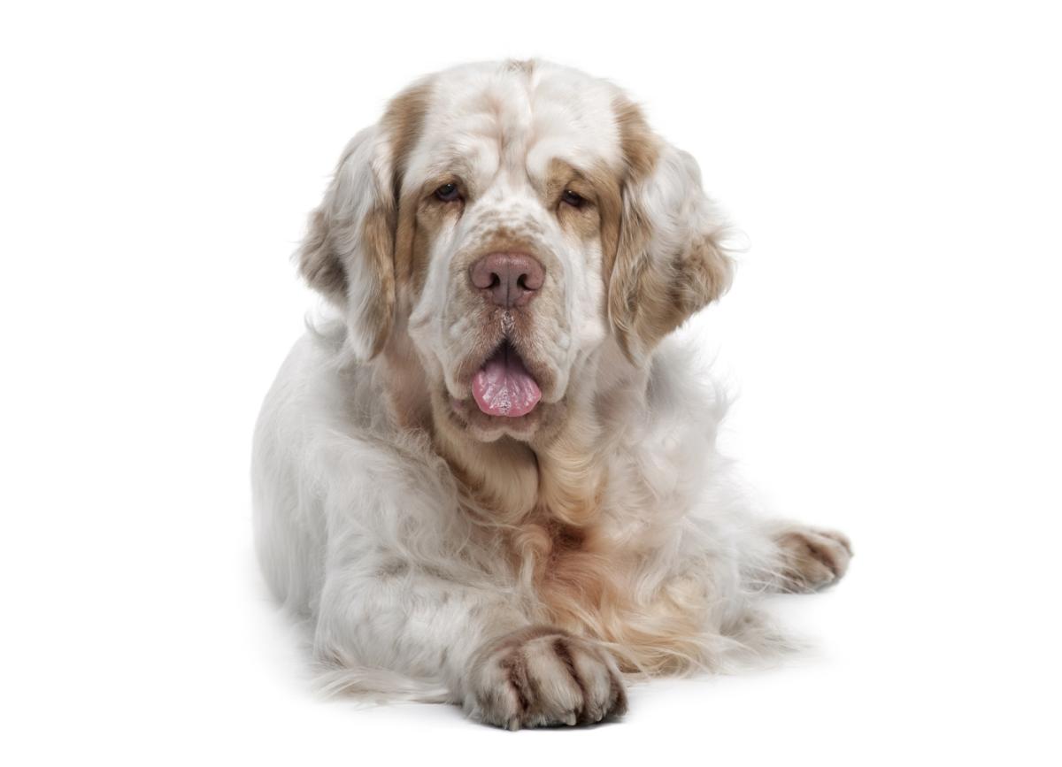 Clumber spaniel