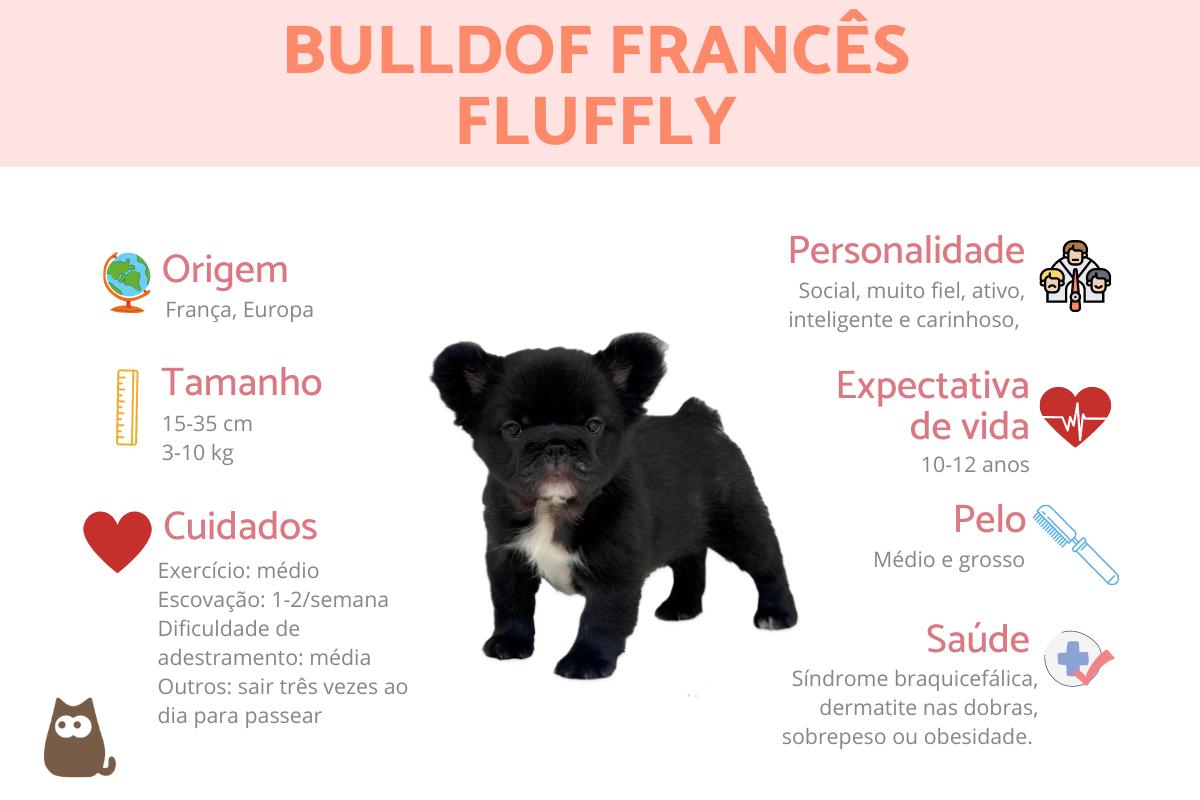 Bulldog francês fluffy