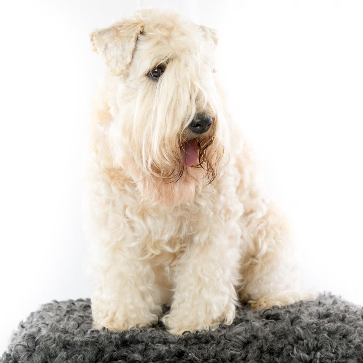 Soft coated wheaten terrier