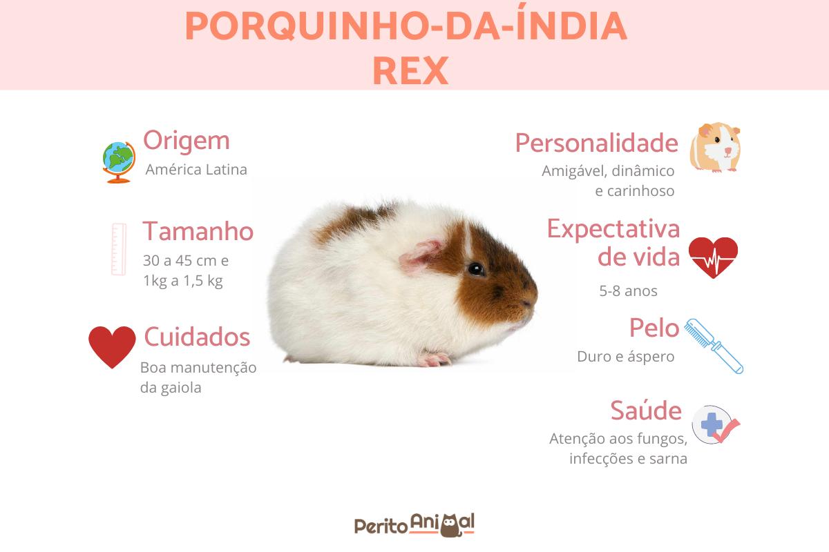 Porquinho-da-índia rex