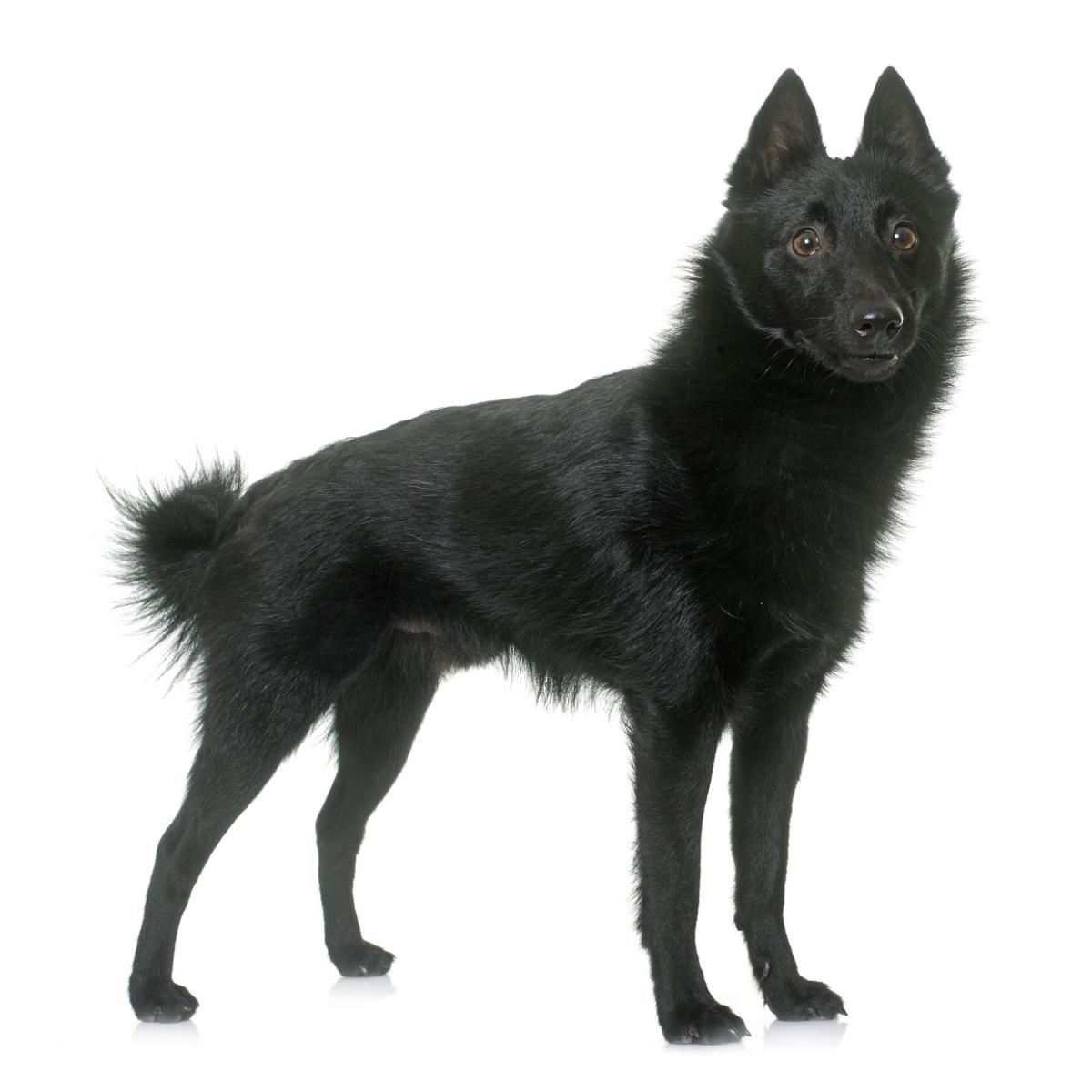 Schipperke