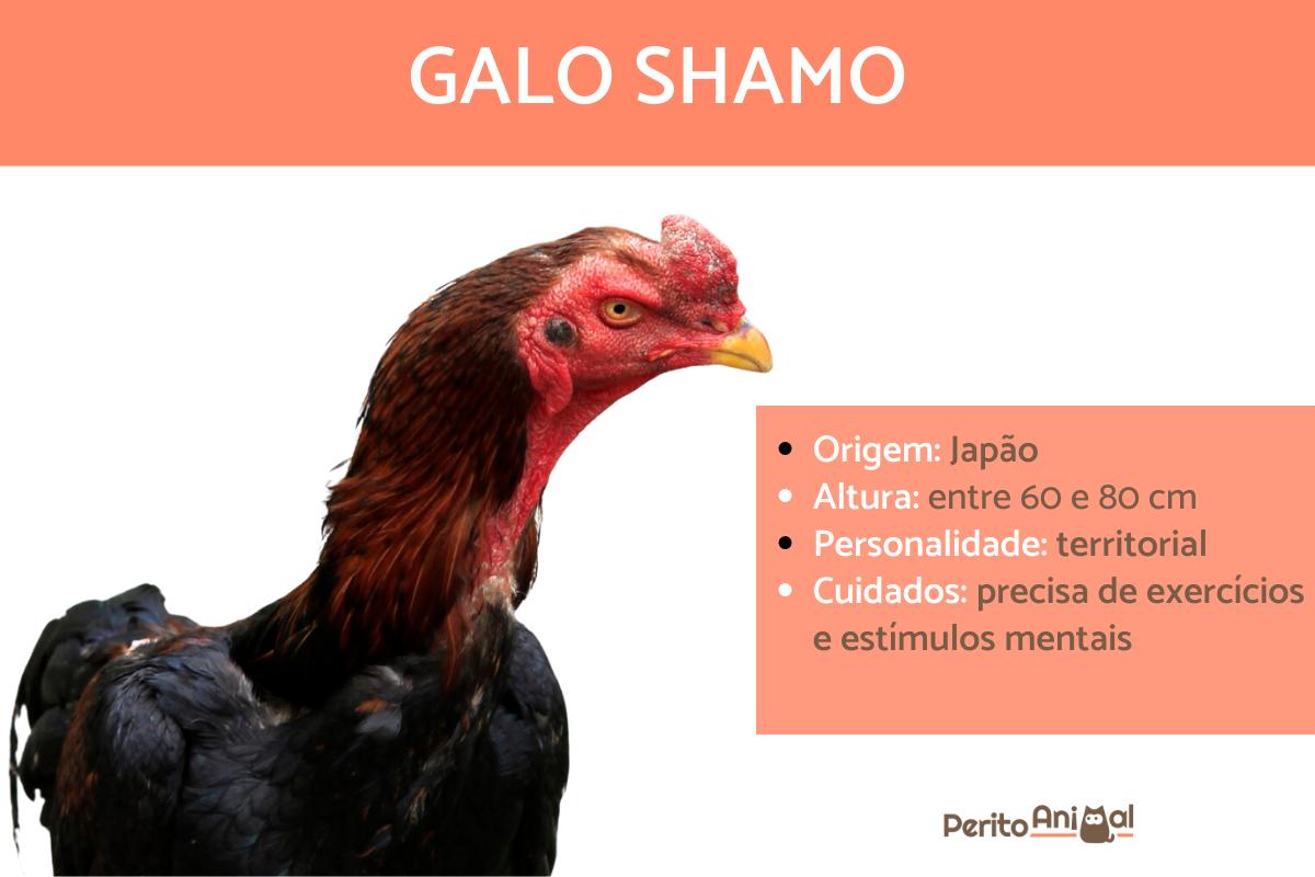 Galo Shamo