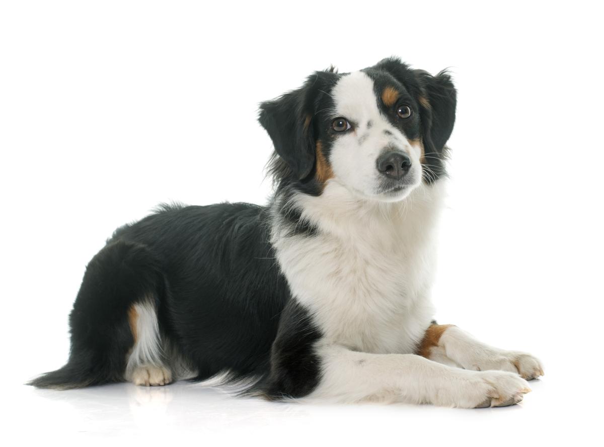 Pastor americano miniatura ou pastor australiano miniatura