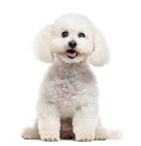 Bichon Frisé