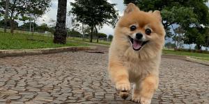 Lulu da Pomerânia