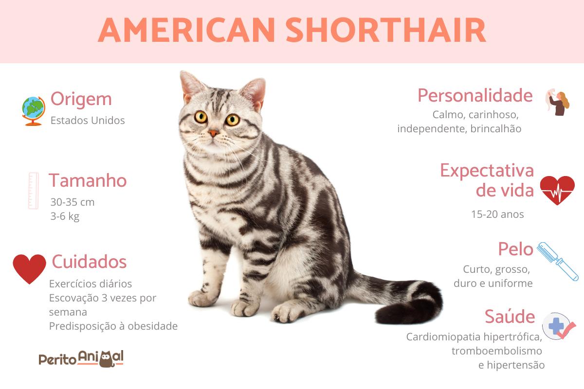 American shorthair ou gato de pelo curto americano