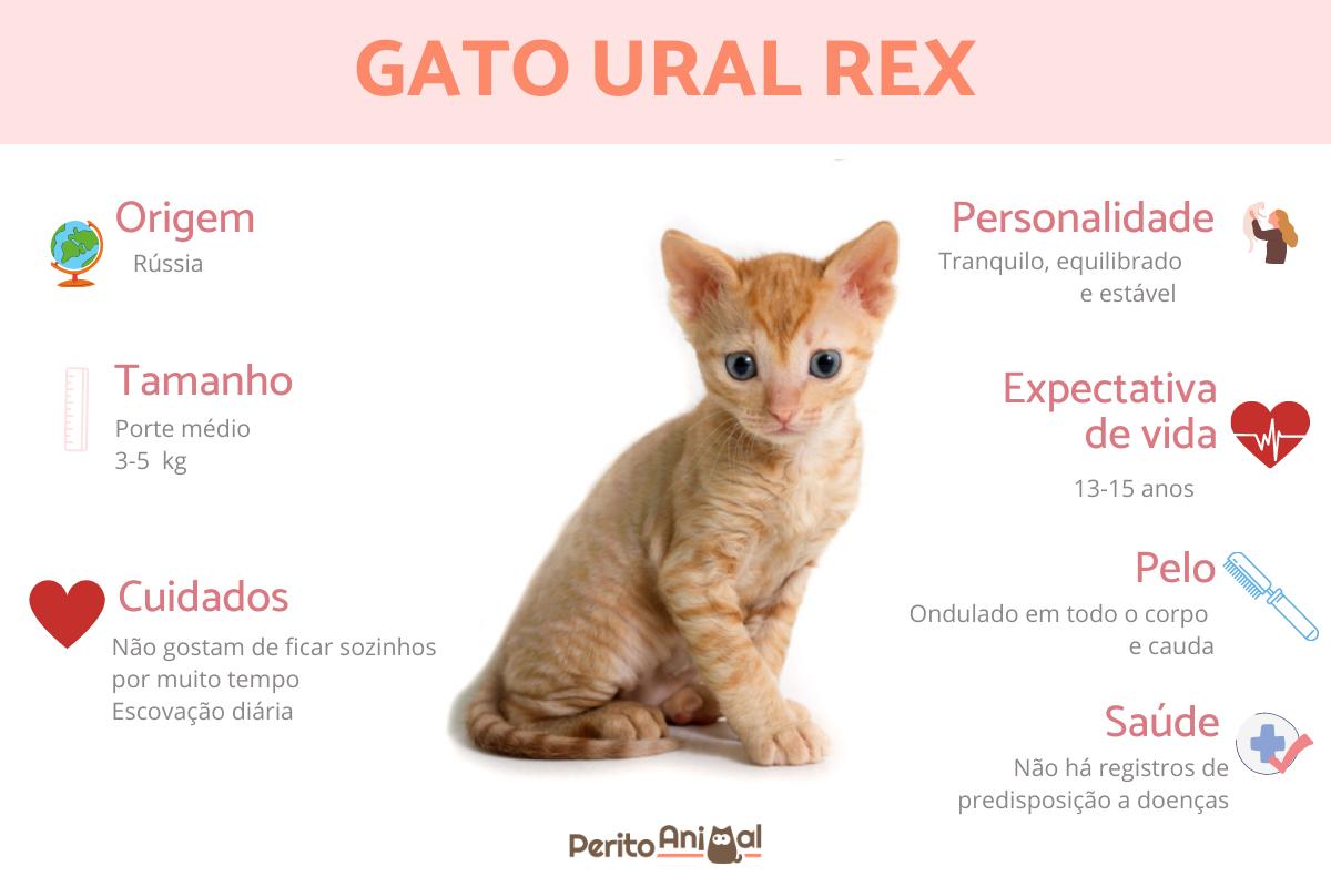 Gato ural rex