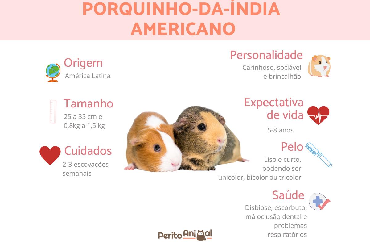 Porquinho-da-índia americano