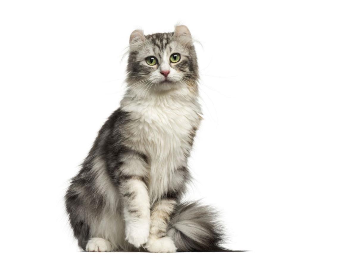 Gato American Curl