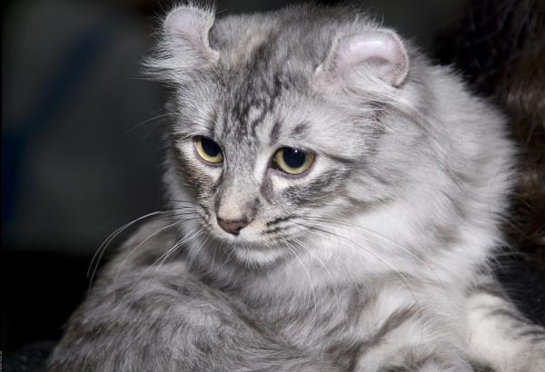Tudo sobre o gato mais fofo do mundo: American Curl
