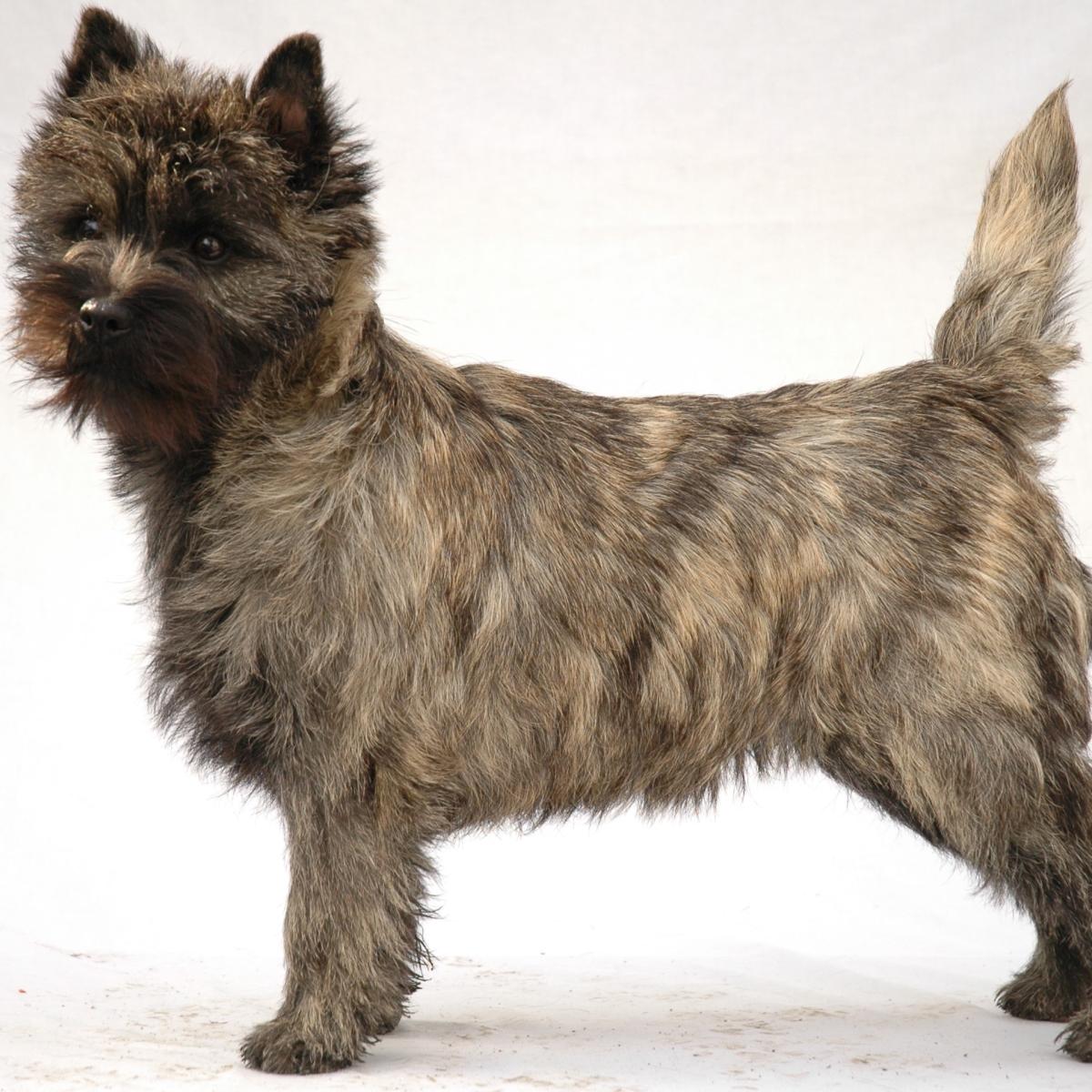 Cairn terrier