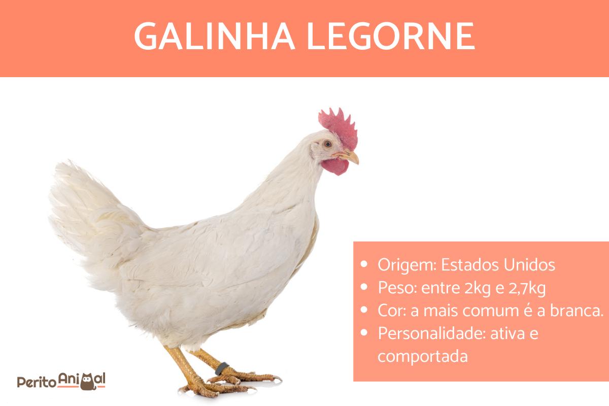 Galinha legorne ou leghorn