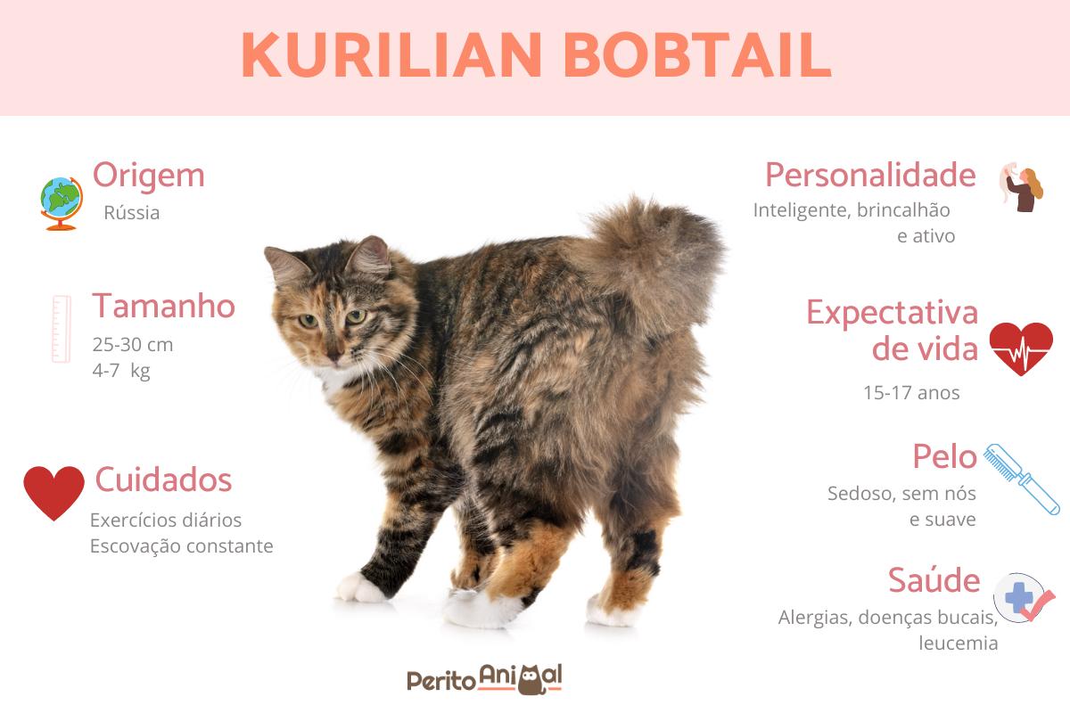Gato kurilian bobtail