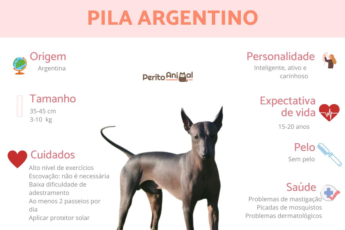 Cachorro pila argentino