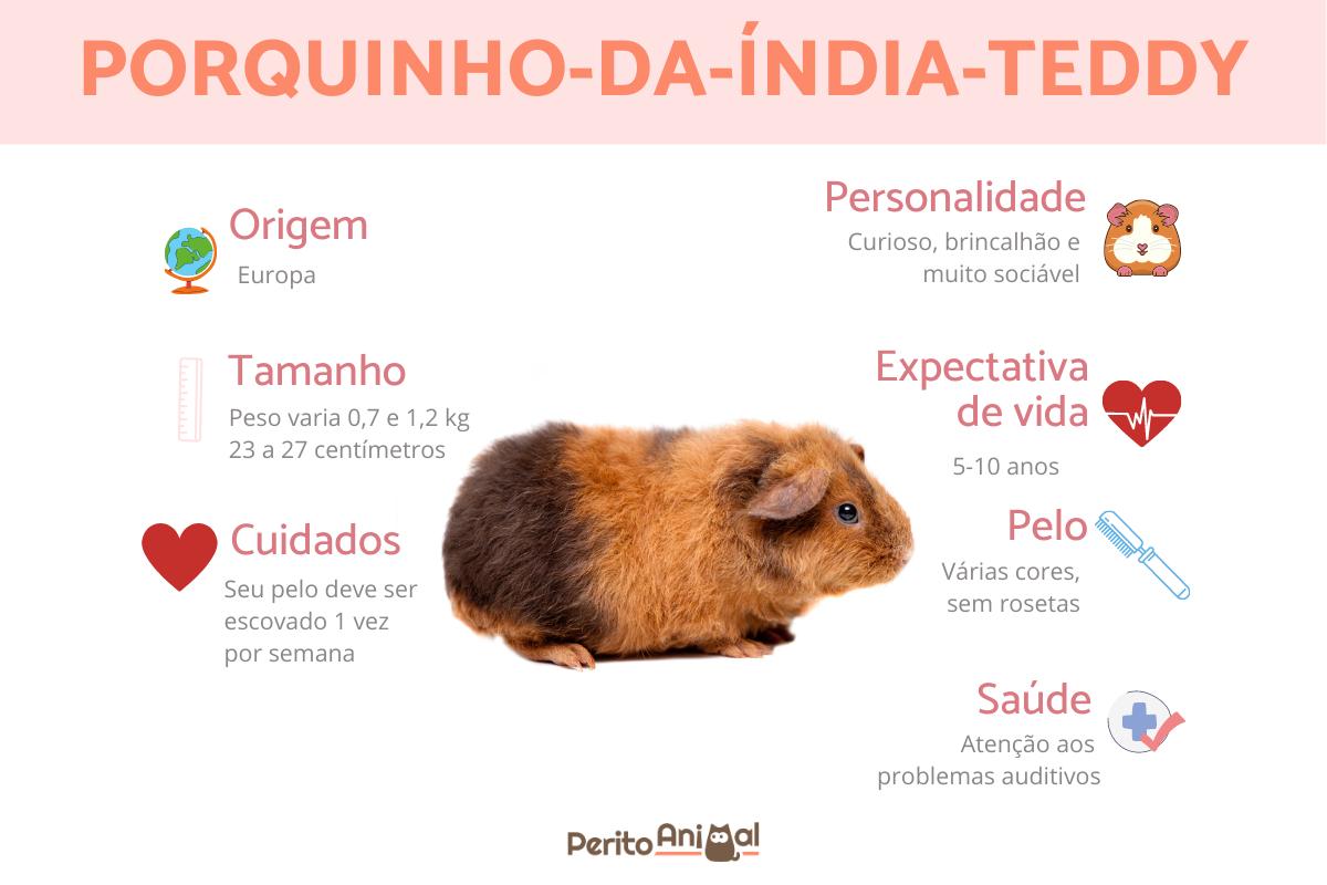 Porquinho-da-índia-teddy
