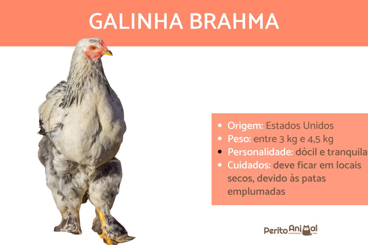Galinha Brahma