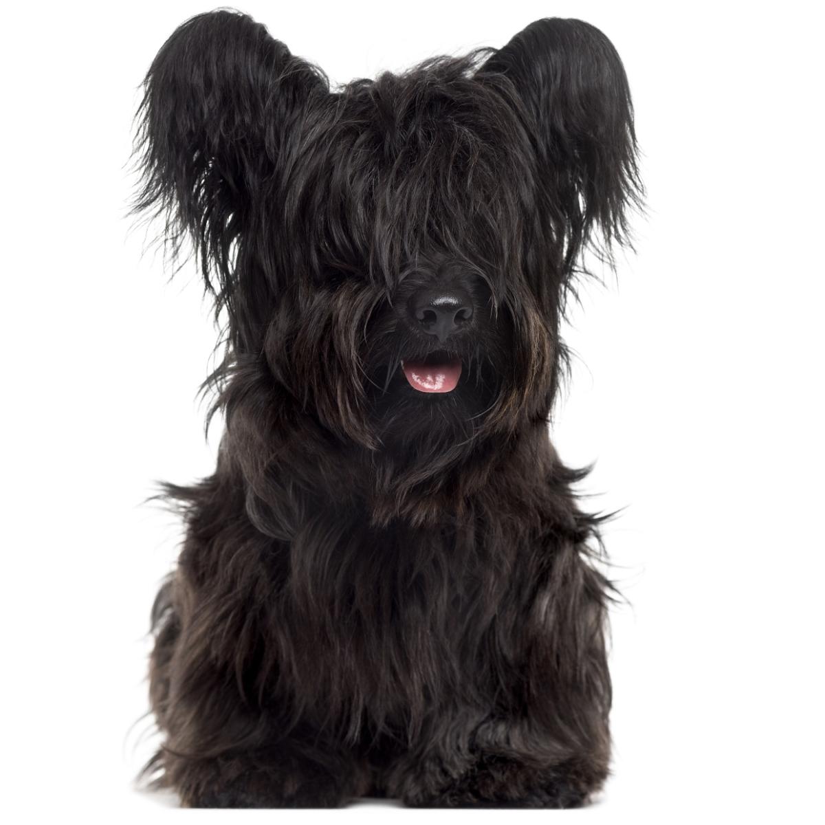 Skye terrier