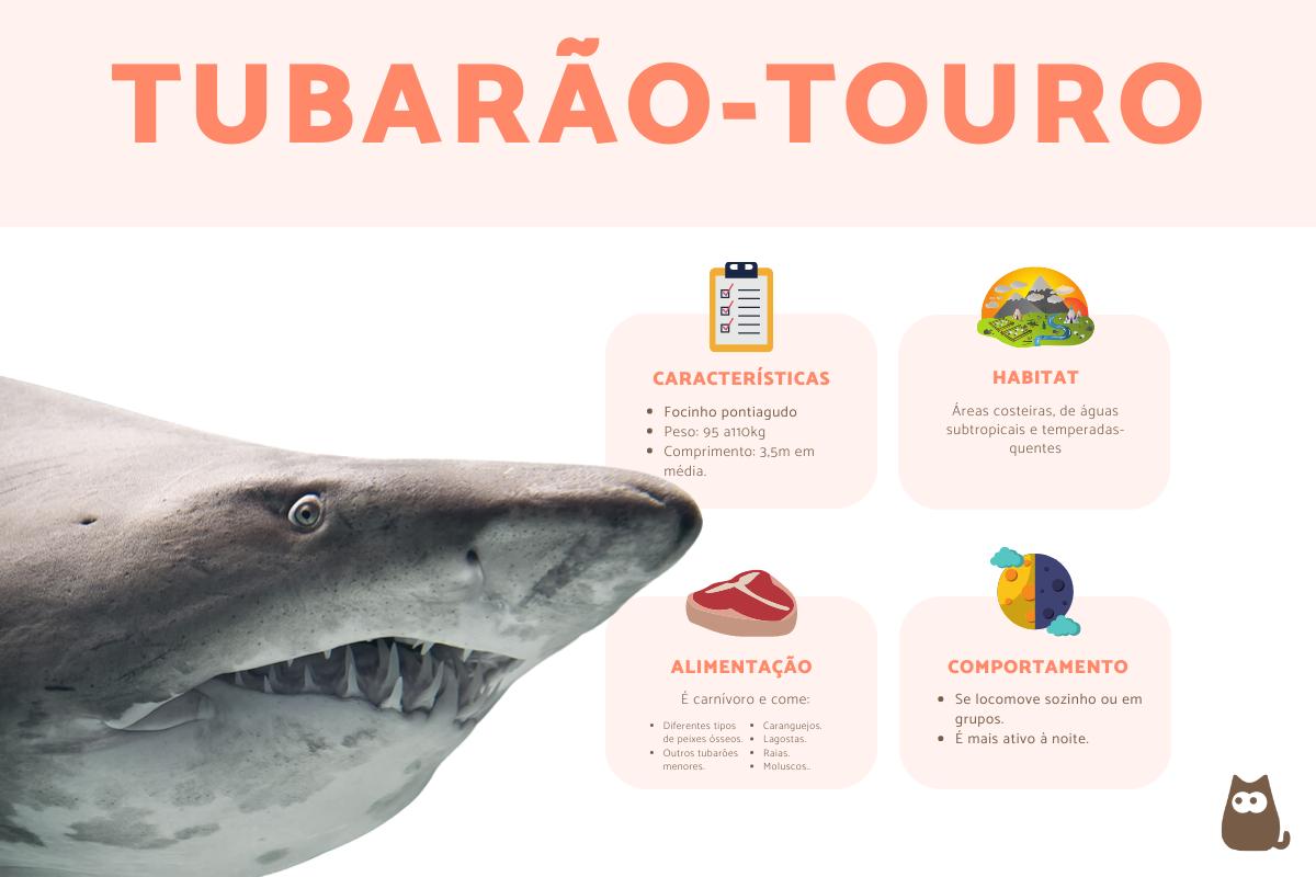 Tubarão-touro ou tubarão-mangona