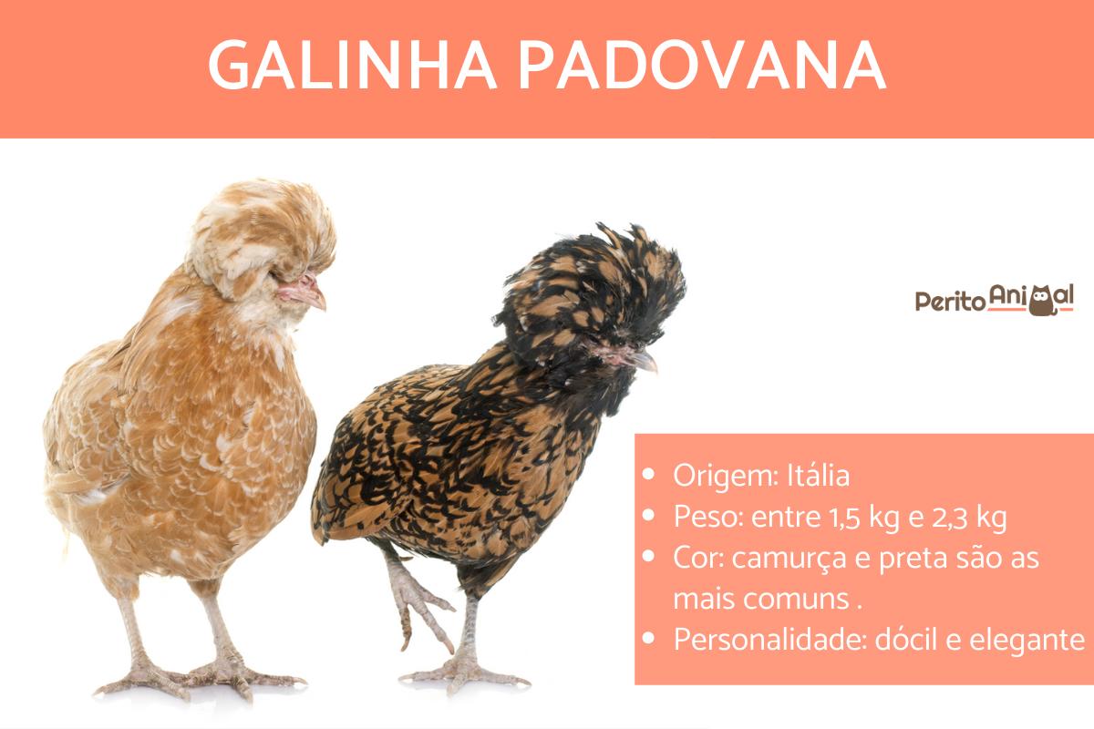Galinha padovana