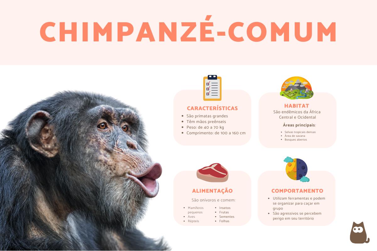 Chimpanzé-comum