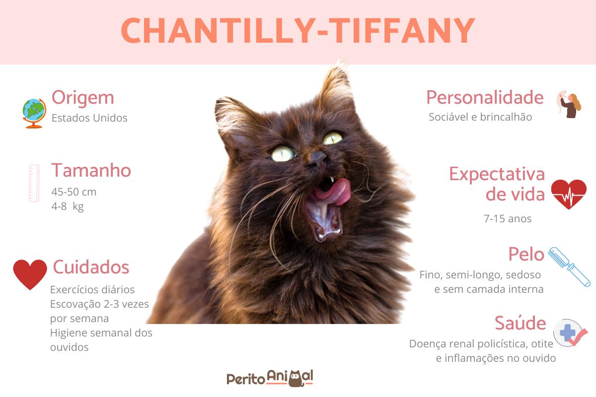 Gato chantilly-tiffany