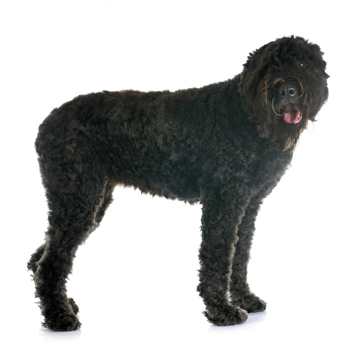 Boiadeiro de flandres