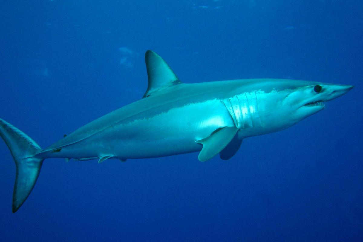 Tubarão-mako