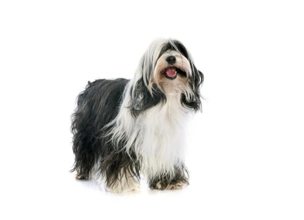 Terrier Tibetano