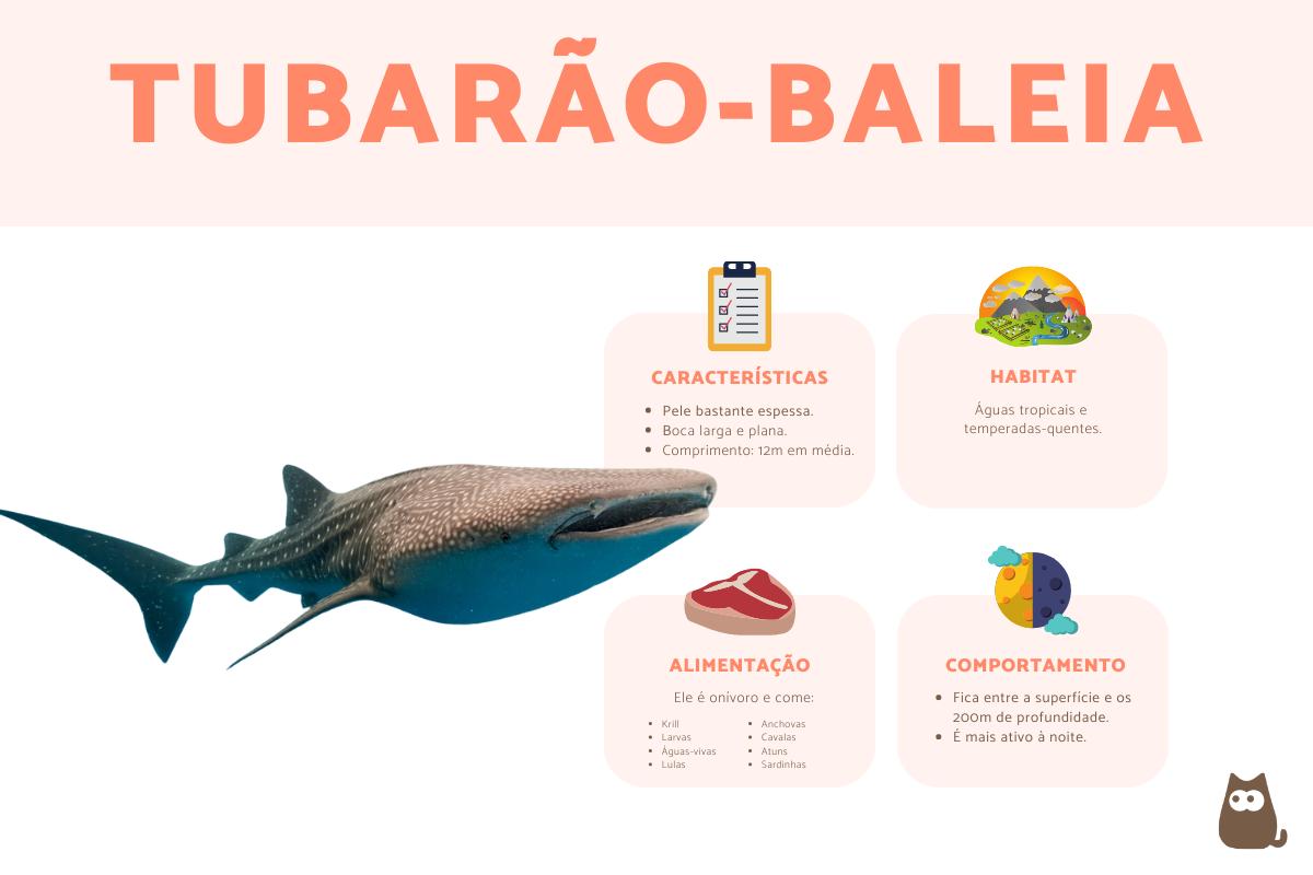 Tubarão-baleia