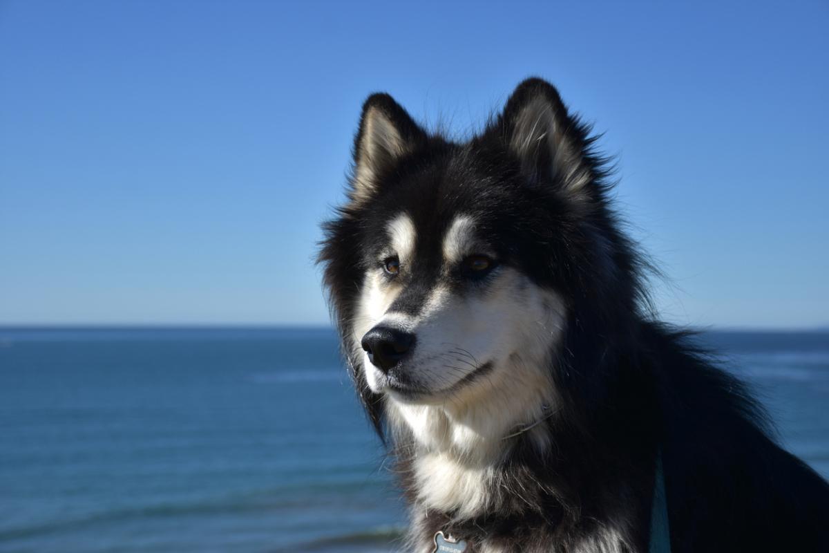Alusky: malamute do alasca e husky