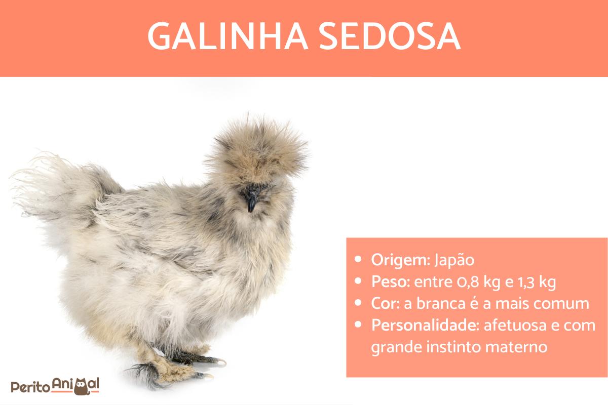 Galinha sedosa