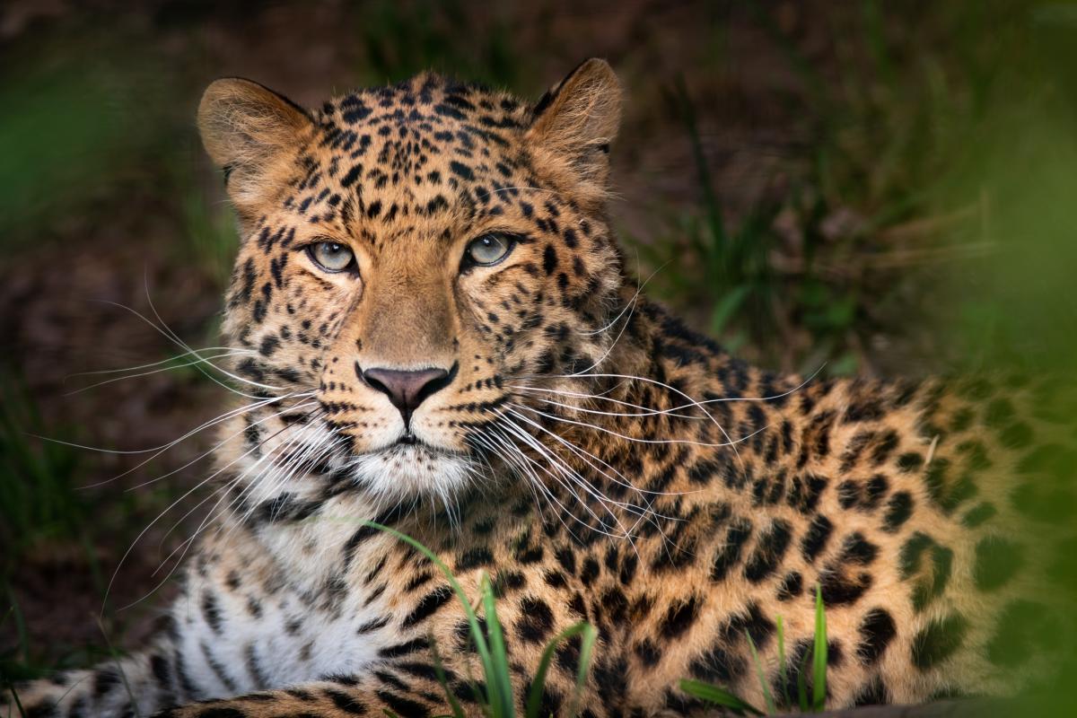 Leopardo-de-amur