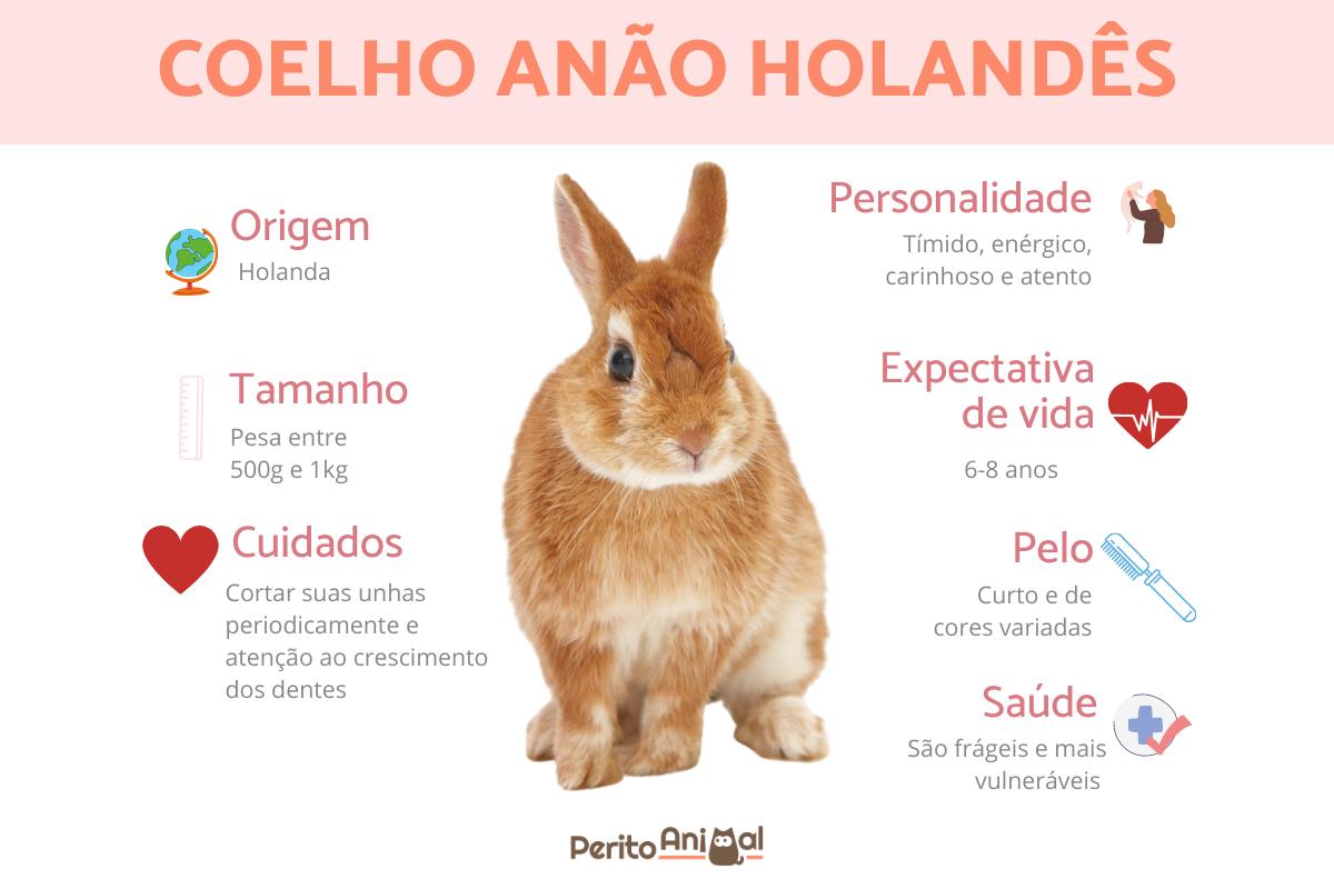 Coelho anão holandês