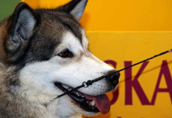 Malamute do Alasca