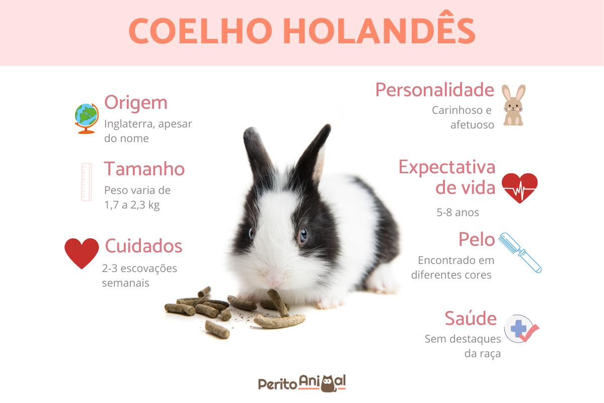 Coelho holandês