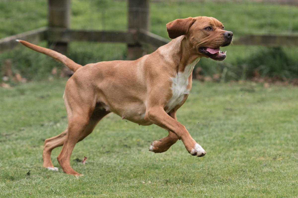 Perdigueiro Portugu s Guia COMPLETO Sobre A Ra a De Cachorro 