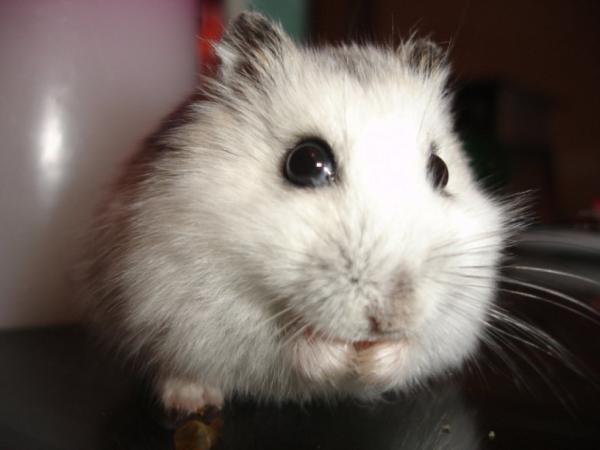 Hamster anão russo