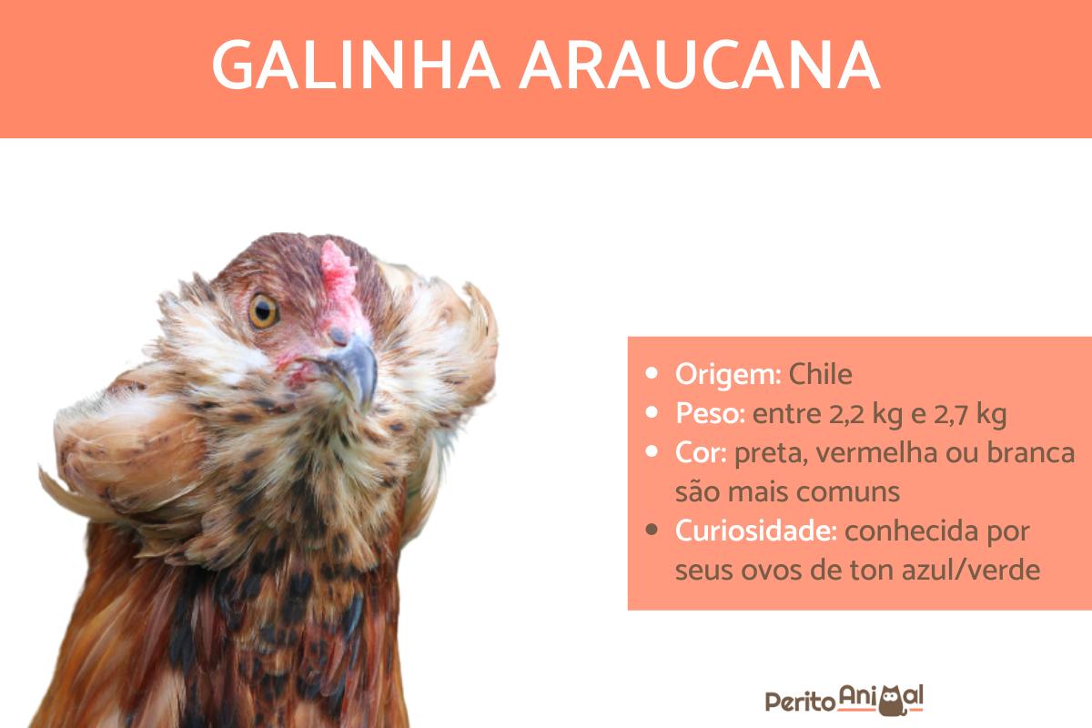 Galinha araucana ou galinha mapuche